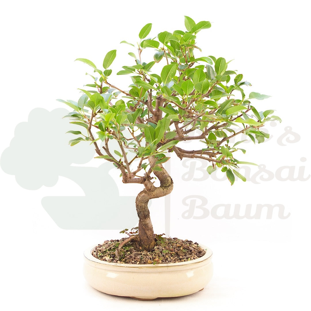 Steinweichsel 'Prunus mahaleb'